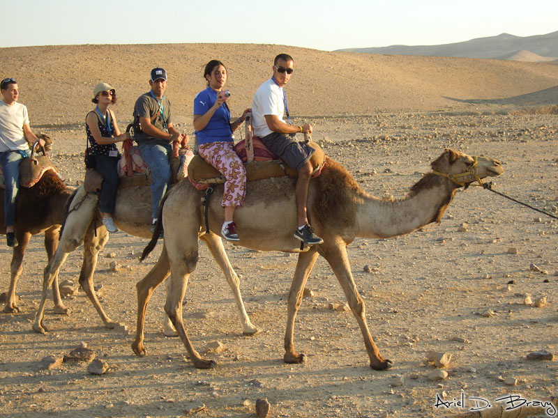 Riding Camels Through the Desert »