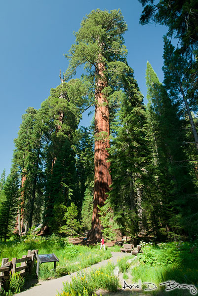 Ariel hiking past a sequoia Ariel hiking past a sequoia
