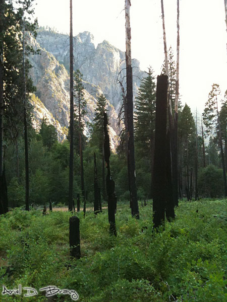 Burnt trees in the valley