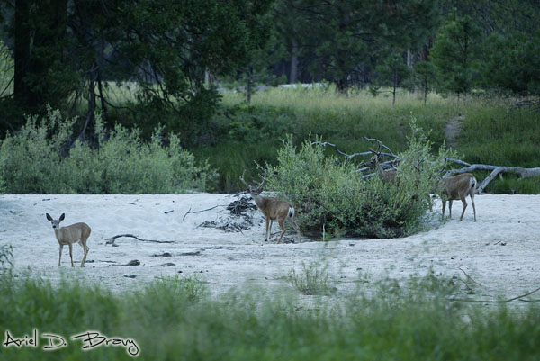 Deer in the valley
