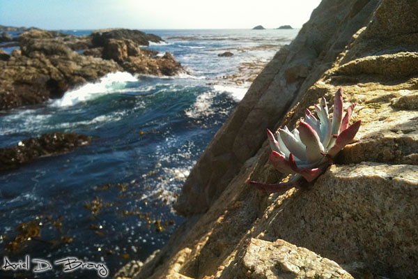 Lotus Flower overlooking the rocky coast Lotus Flower overlooking the rocky coast